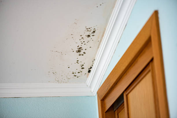 Best Commercial Mold Remediation in Shenandoah, VA