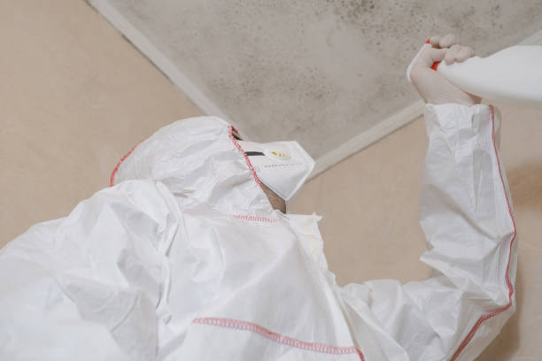 Best Insurance-Related Mold Remediation in Shenandoah, VA